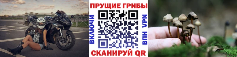mega   Александровск  Псилоцибиновые грибы прущие грибы 